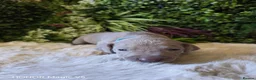 Weimaraner dogs for sale: ✨KC Weimaraner litter  from Champion Bloodlines ✨ - Advert 9