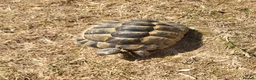 Tortoise reptiles for sale: Greek spur-thighed tortoises (Testudo graeca)  in Worthing - Advert 4