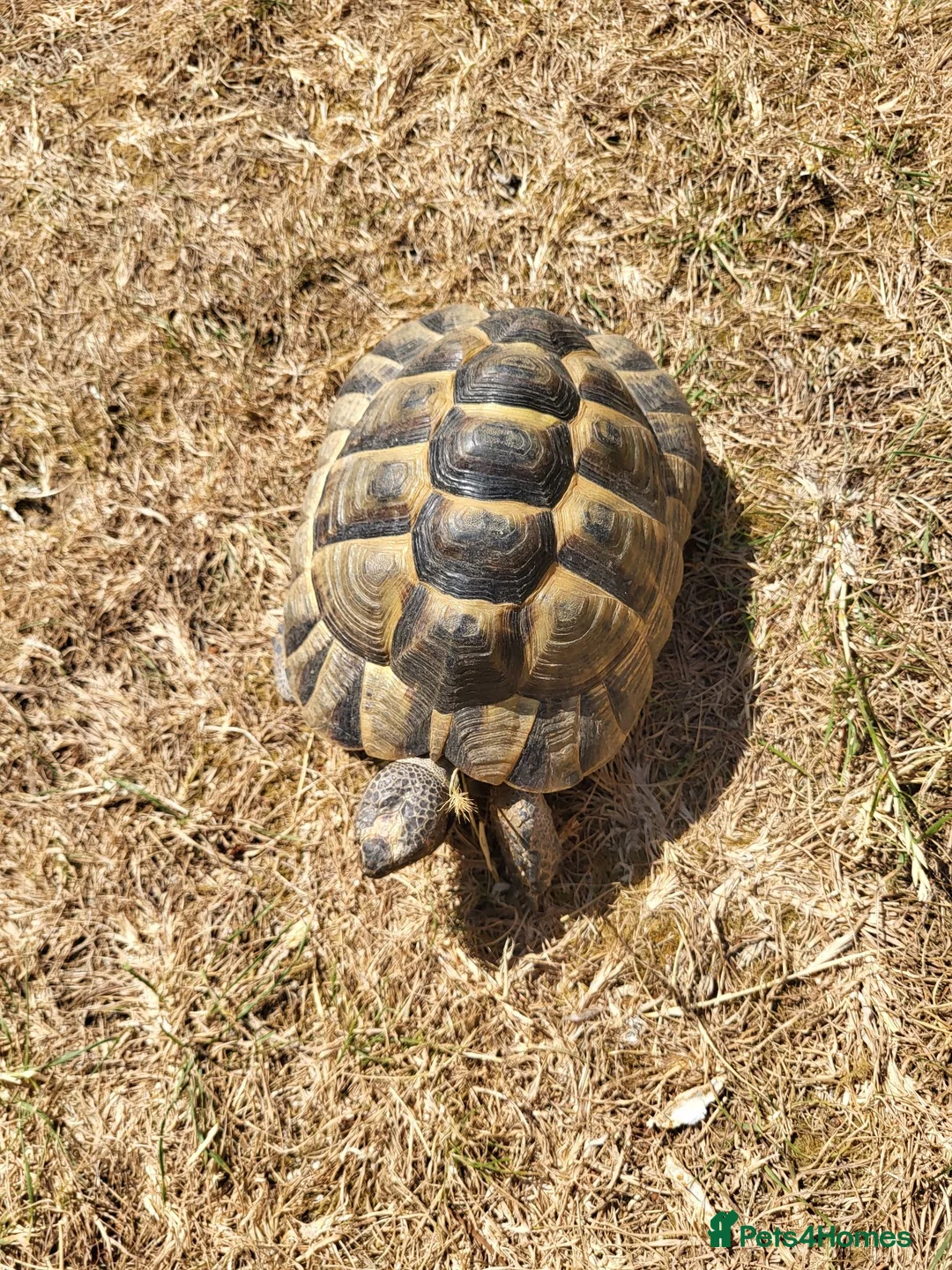 Tortoise reptiles for sale: Greek spur-thighed tortoises (Testudo graeca)  in Worthing - Advert 4