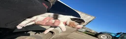 Border Collie dogs for sale: Border Collie Pups from working parents  - Advert 14