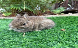 Netherland Dwarf rabbits for sale: Pure Netherland Dwarf - Image 3