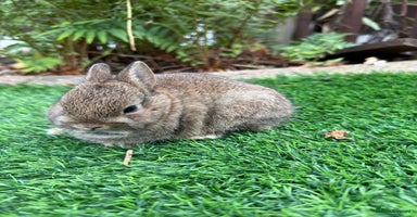 Netherland Dwarf rabbits - Advert 2