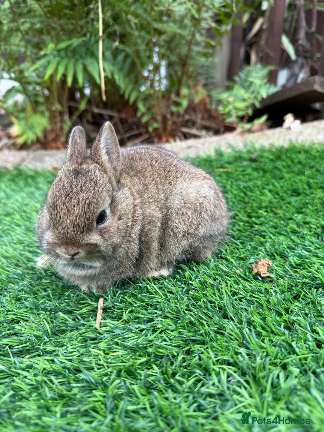 Netherland Dwarf rabbits for sale: Pure Netherland Dwarf - Image 3