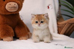 British Shorthair cats ❤️ British shorthair kittens - Advert 15