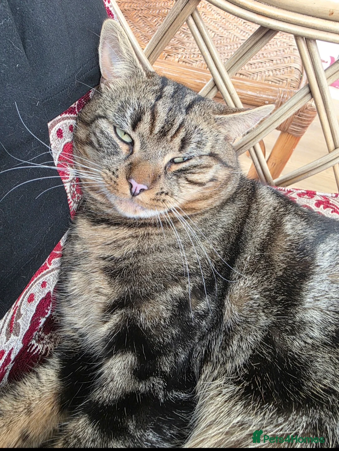 Mixed Breed cats for sale: Basboos - Advert 4