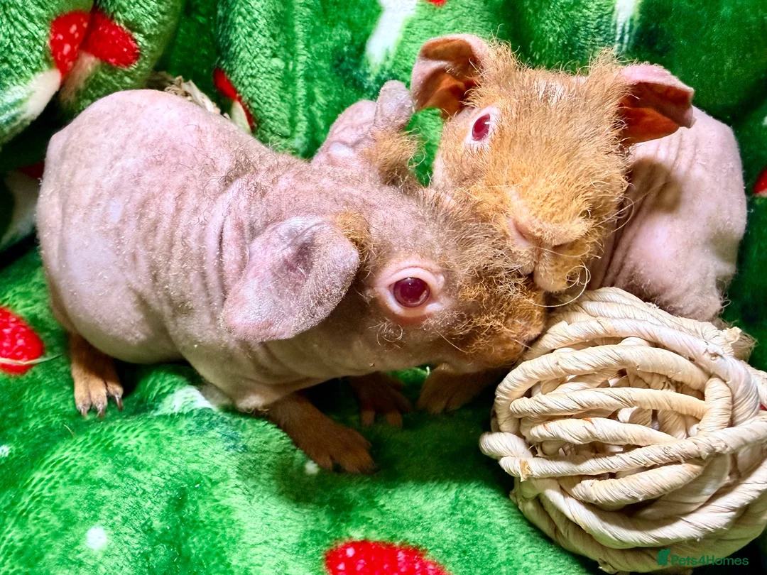 Guinea Pig rodents for sale: Superb Friendly pair of Skinny Pig Boys - Advert 1