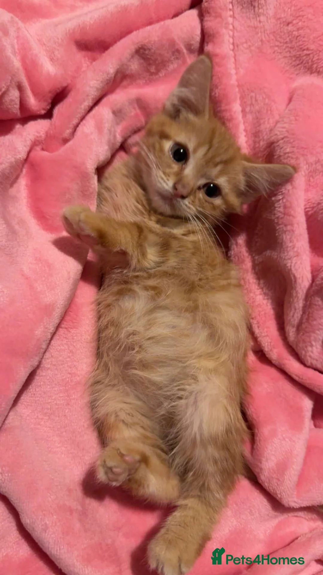 British Shorthair cats for sale: One ginger male  - Advert 4