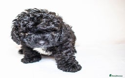 Mixed Breed dogs for sale: Havapoo. Best dogs ever. - Advert 4