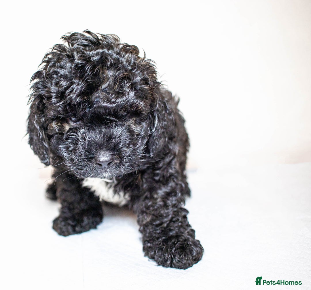 Mixed Breed dogs for sale: Havapoo. Best dogs ever. - Advert 4