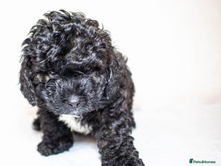 Mixed Breed dogs Havapoo. Best dogs ever. One boy left. - Advert 11