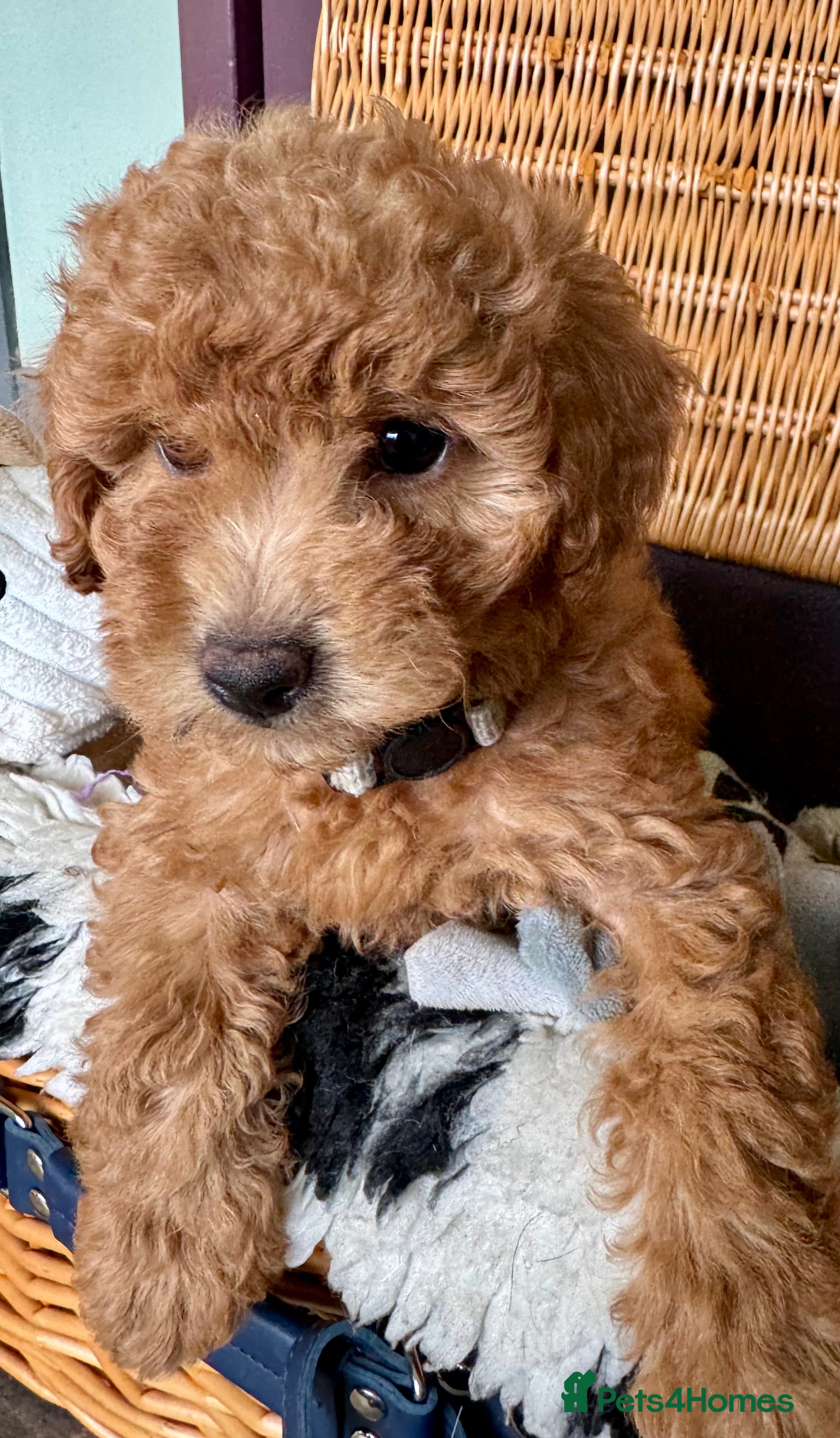 Miniature Poodle dogs Miniature Poodle puppies. Health tested parents!  - Advert 2
