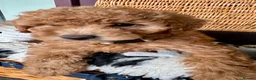 Miniature Poodle dogs for sale: Miniature Poodle puppies. Health tested parents!  - Advert 28