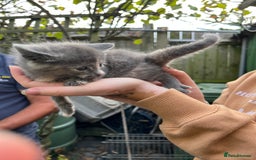Mixed Breed cats for sale: Mixed breed Kitten’s  - Image 11