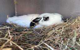English Lop rabbits for sale: Ringo the English lop - Image 5