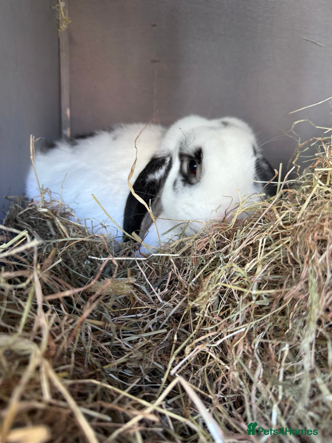 English Lop rabbits for sale: Ringo the English lop - Image 5