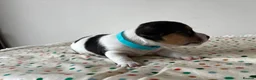 Jack Russell dogs for sale: Miniature Jack Russell’s looking for new homes  - Advert 10