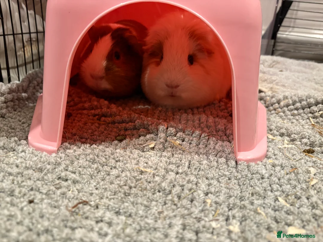 Guinea Pig rodents for sale: 2 male guinea pigs looking for a new forever home - Advert 3