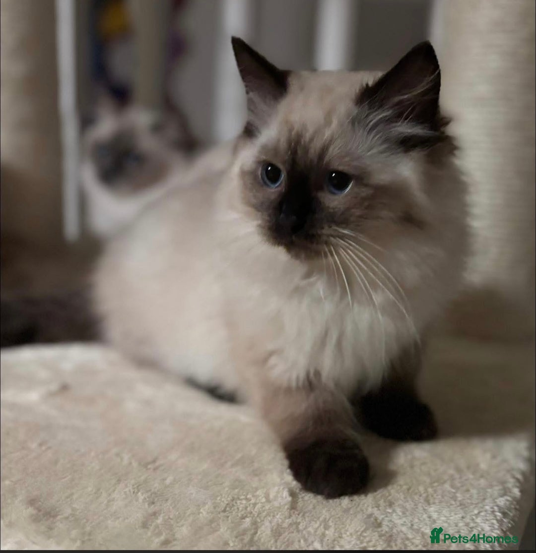 Ragdoll cats for sale: Stunning seal colourpoint boy gccf registered  - Advert 1