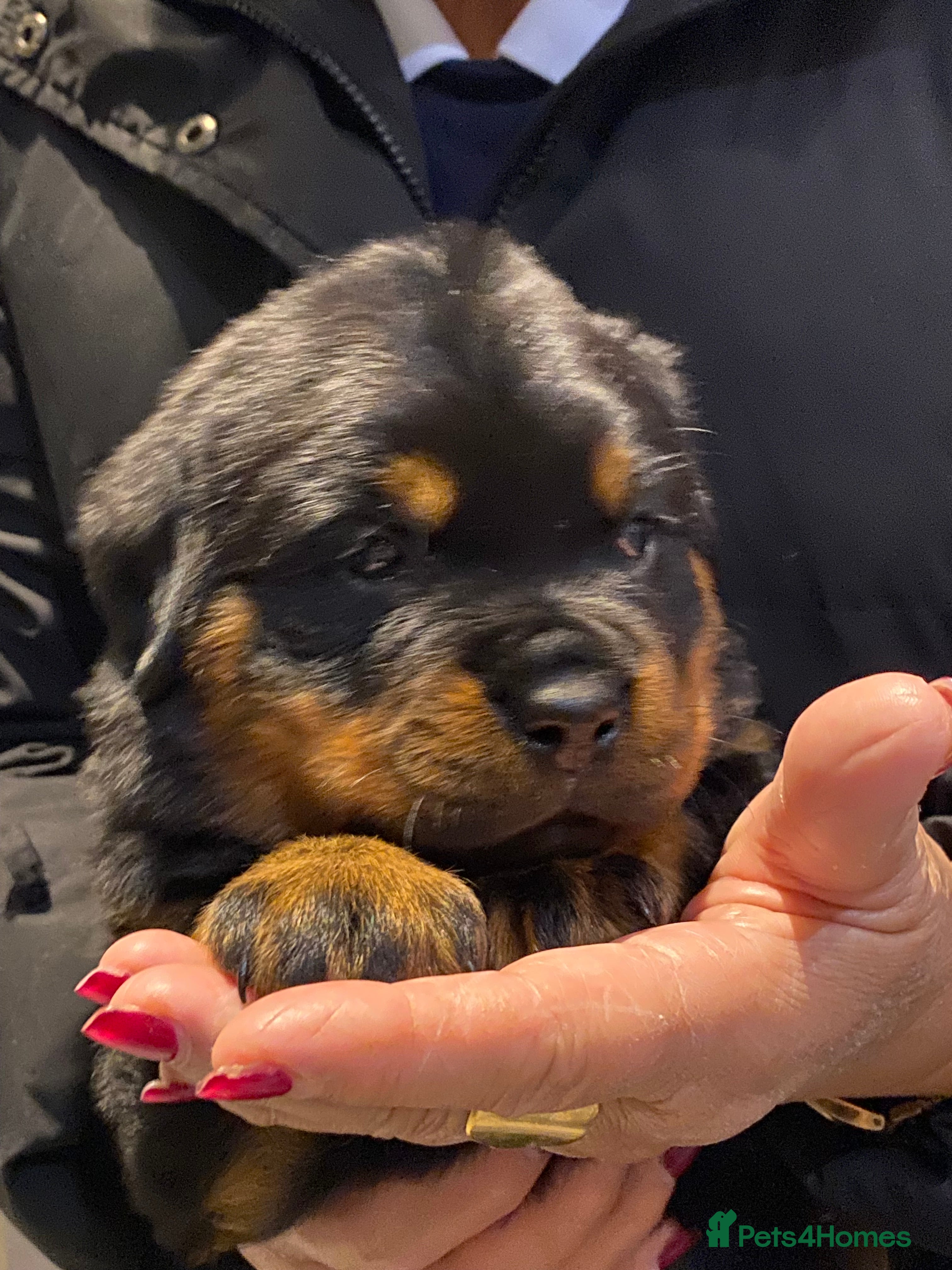 Rottweiler dogs Purebred Rottweiler Puppies - Advert 2