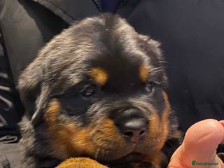 Rottweiler dogs Purebred Rottweiler Puppies - Advert 2