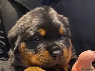 Rottweiler dogs Purebred Rottweiler Puppies - Advert 17