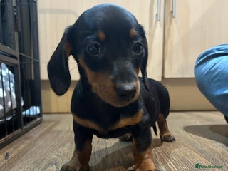 Miniature Dachshund dogs One Girl lefted .. Mini dachshunds - Advert 14