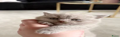 British Shorthair 4