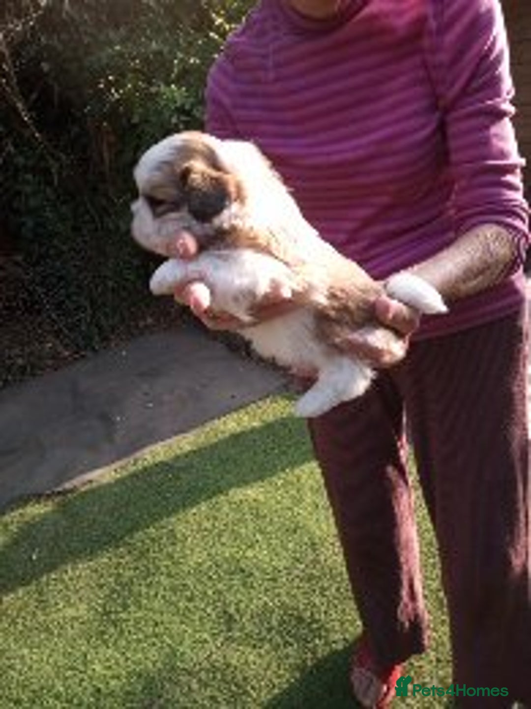 Lhasa Apso dogs for sale: LHASA APSO PUPPIES - Image 5