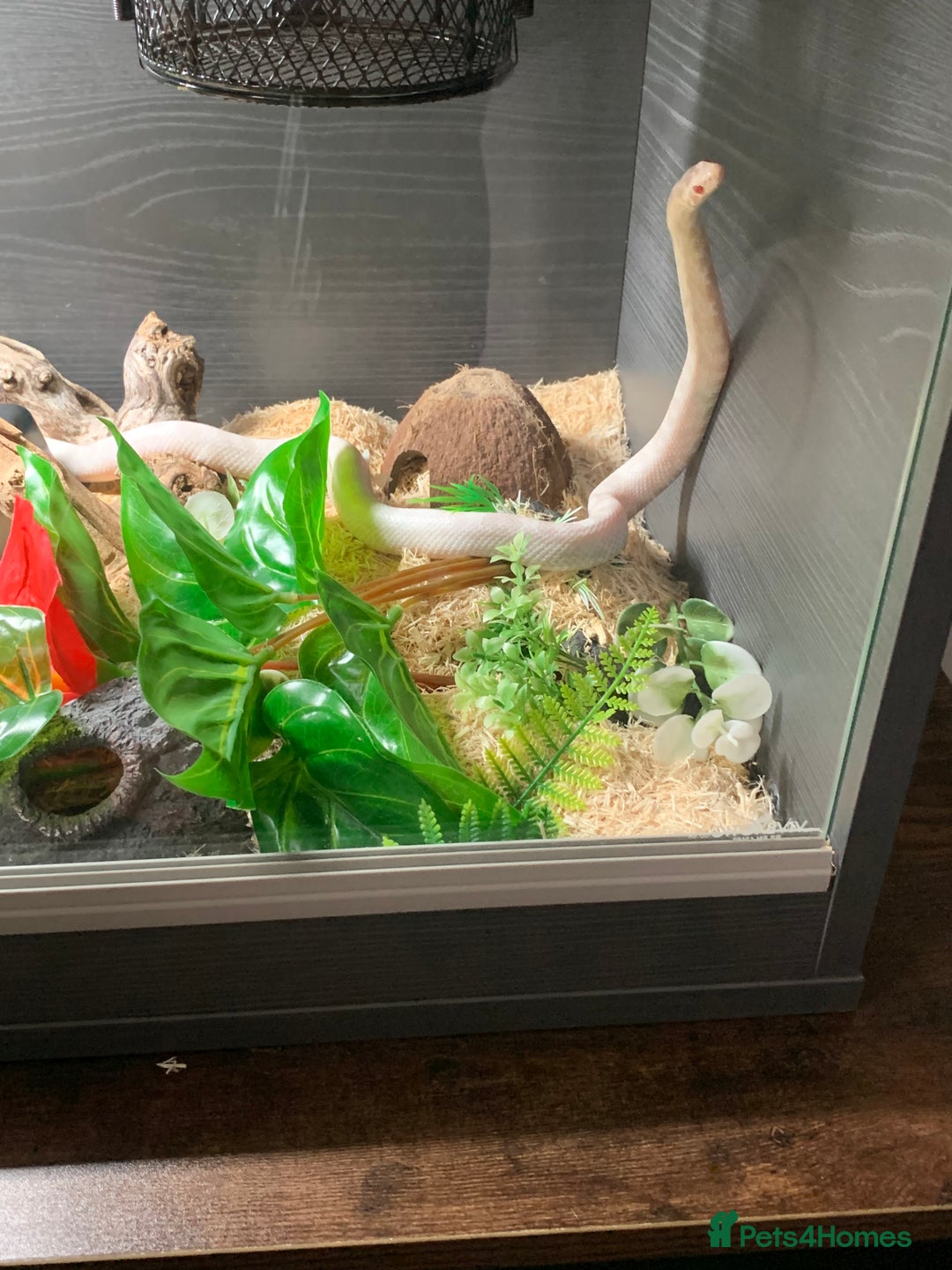 Corn Snake reptiles for sale: Corn snake and full set up for sale  - Image 2