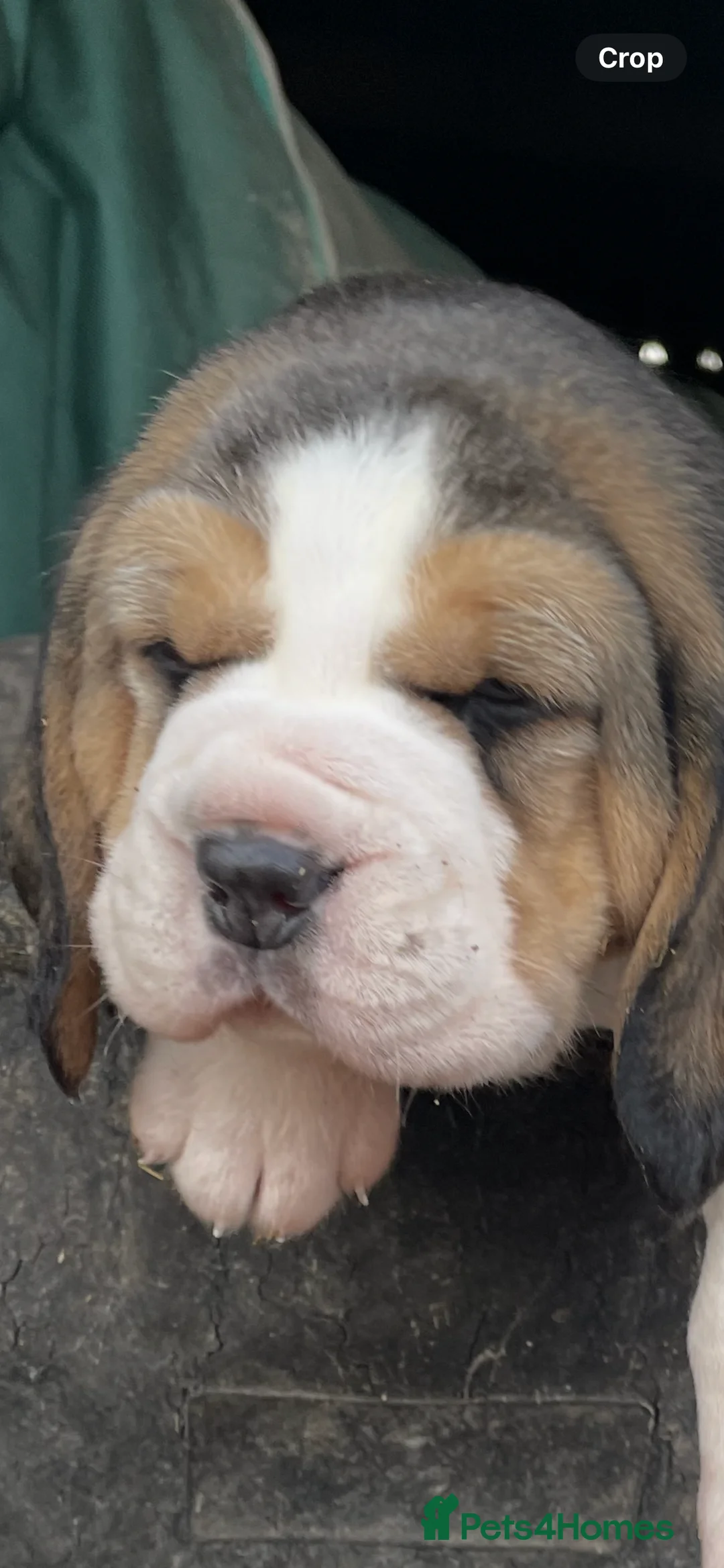 Beagle dogs for sale: Kc pups due Feb ready april - Advert 12