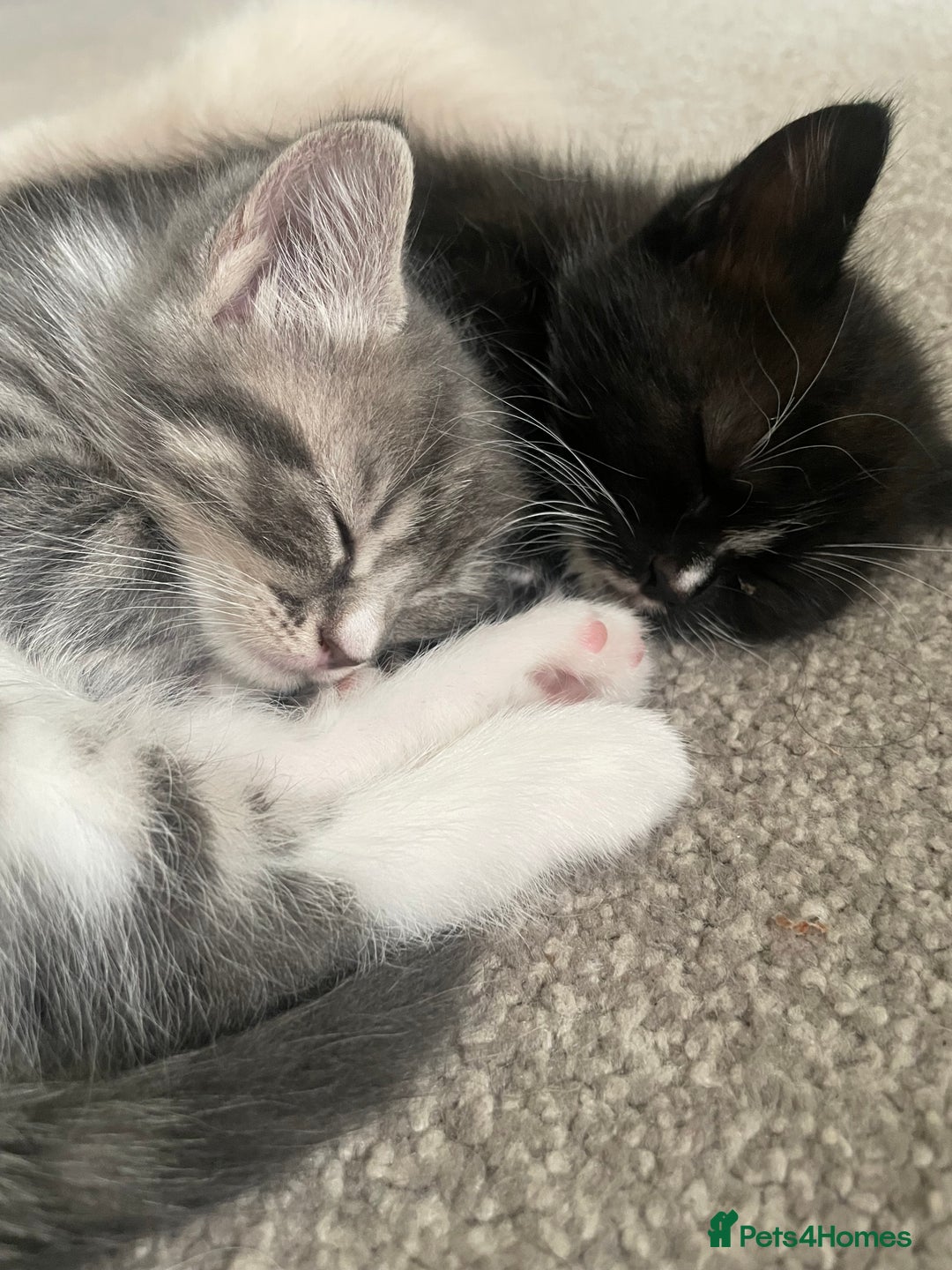 Mixed Breed cats for sale: 3 beautiful ragdoll cross  - Image 8