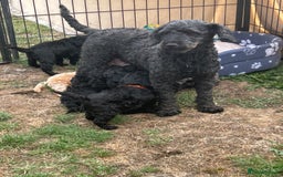 Miniature Poodle dogs for sale: Miniature Poodle Puppies  - Image 38