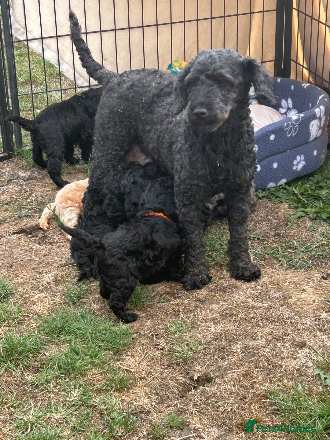 Miniature Poodle dogs for sale: Miniature Poodle Puppies  - Image 38