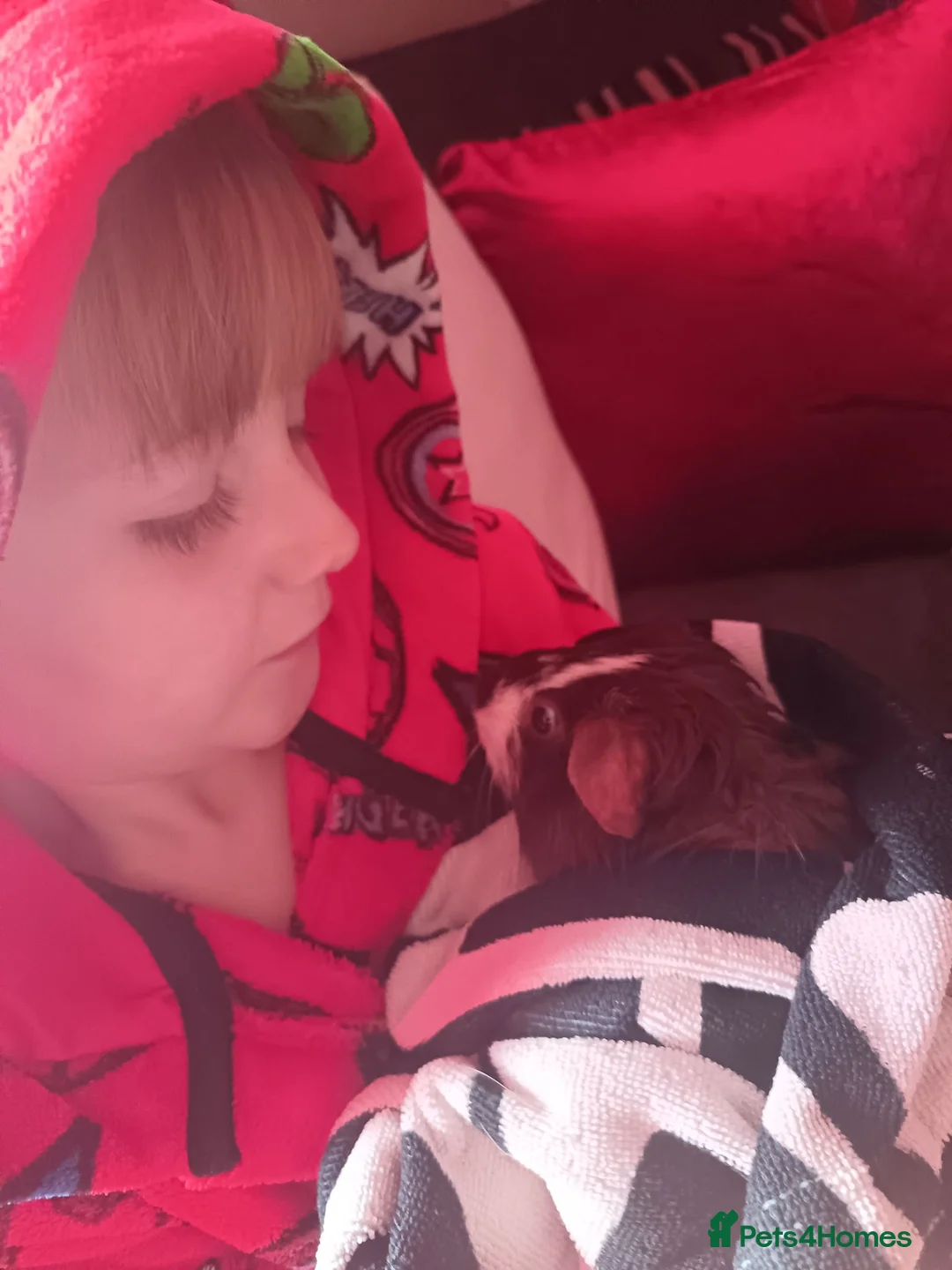 Guinea Pig rodents for sale: Lucy female guinea pig in Darlington - Advert 2