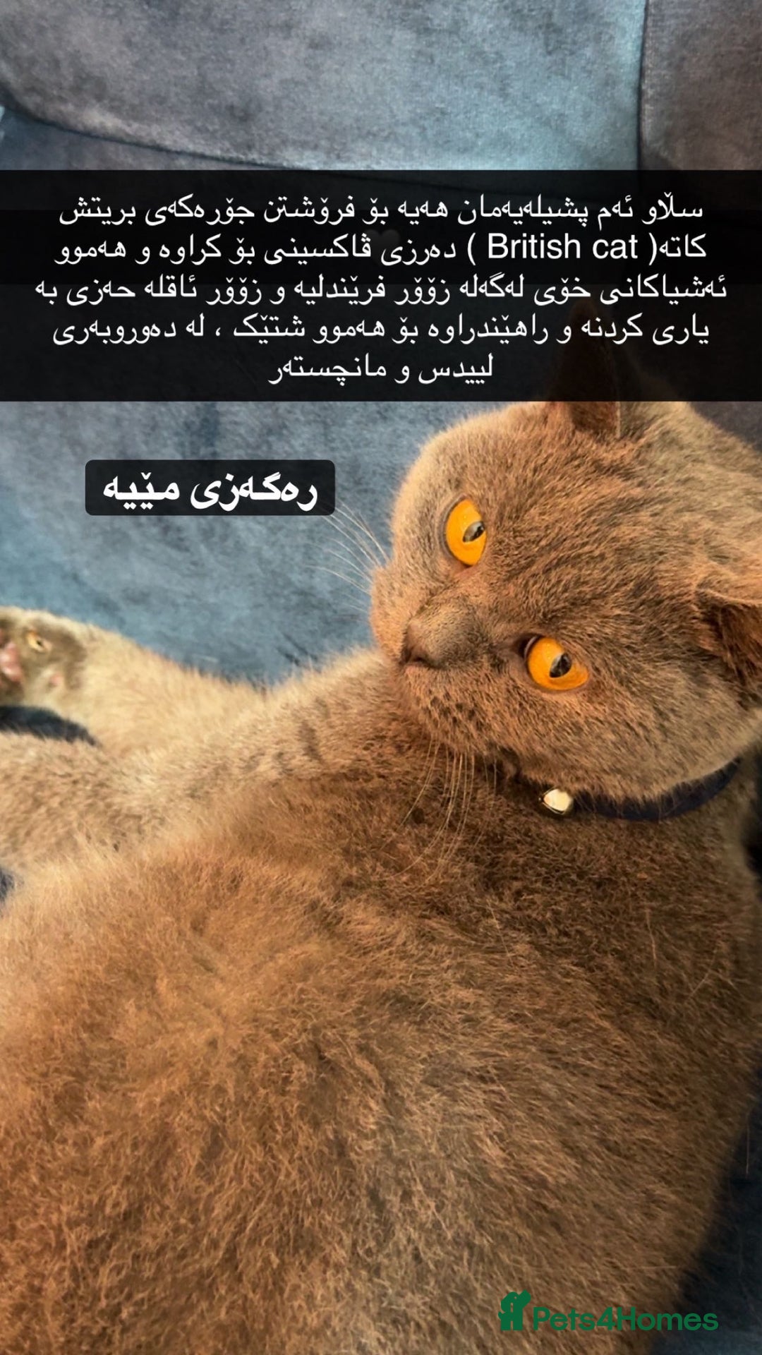 British Shorthair cats for sale: Miss  - Advert 1