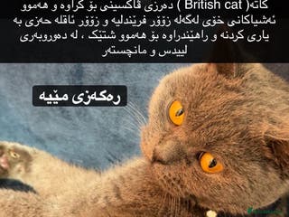 British Shorthair cats Miss - Advert 16