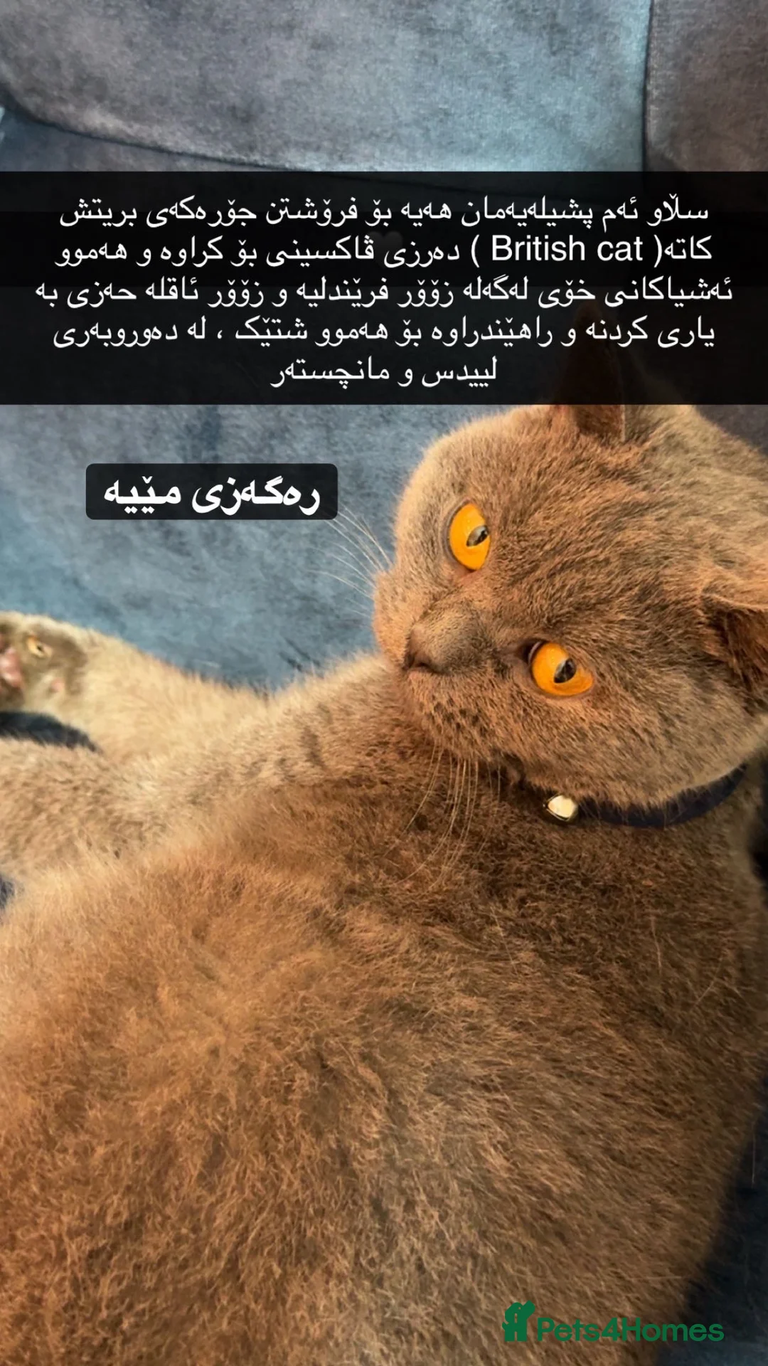 British Shorthair cats for sale: Miss  - Advert 1