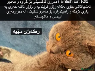 British Shorthair cats Miss - Advert 18