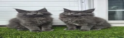 Maine Coon cats for sale: Outstanding gccf pet registered babies  - Advert 7