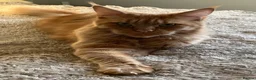 Maine Coon cats for sale: Majestic Fire Maine Coon Kittens - Advert 7