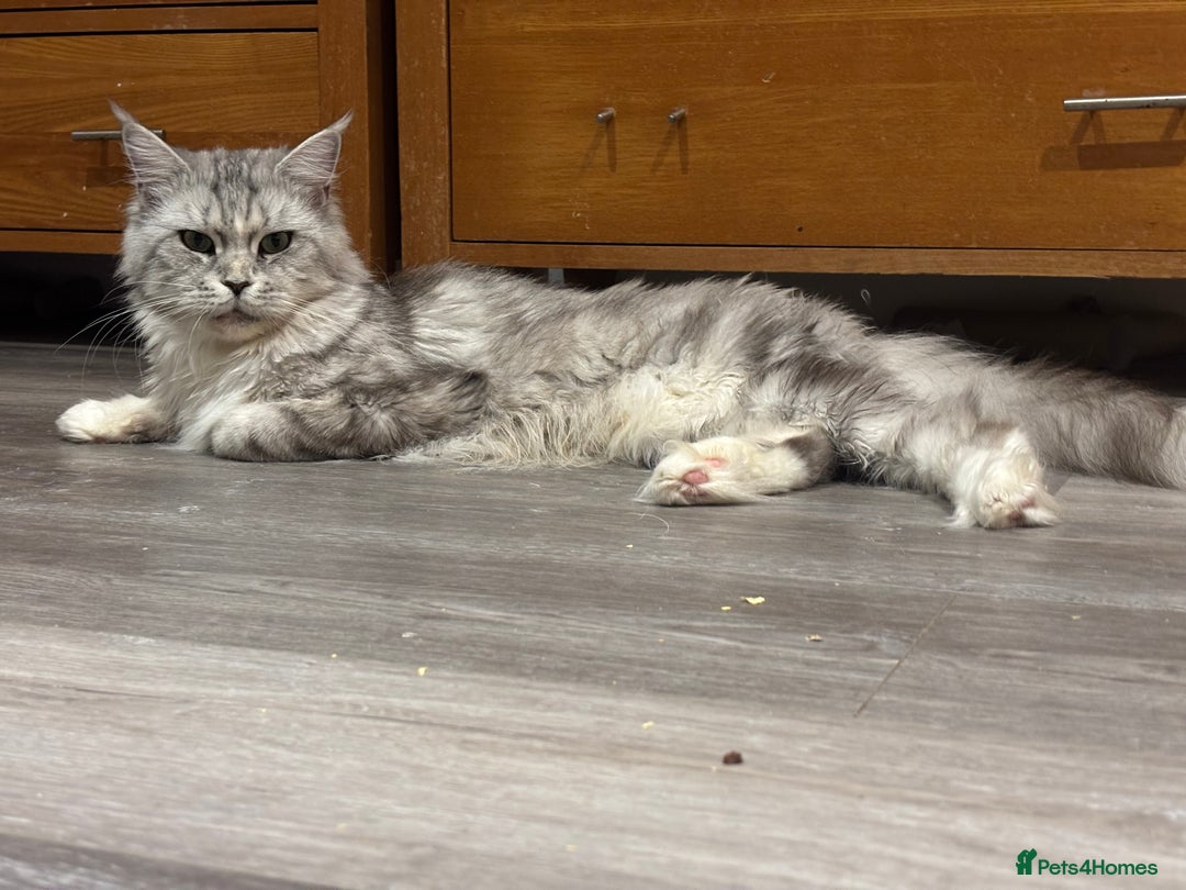 Maine Coon cats for sale: Attention Please ‼️ - Advert 7