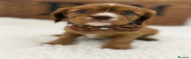 Cavalier King Charles Spaniel Puppy 5