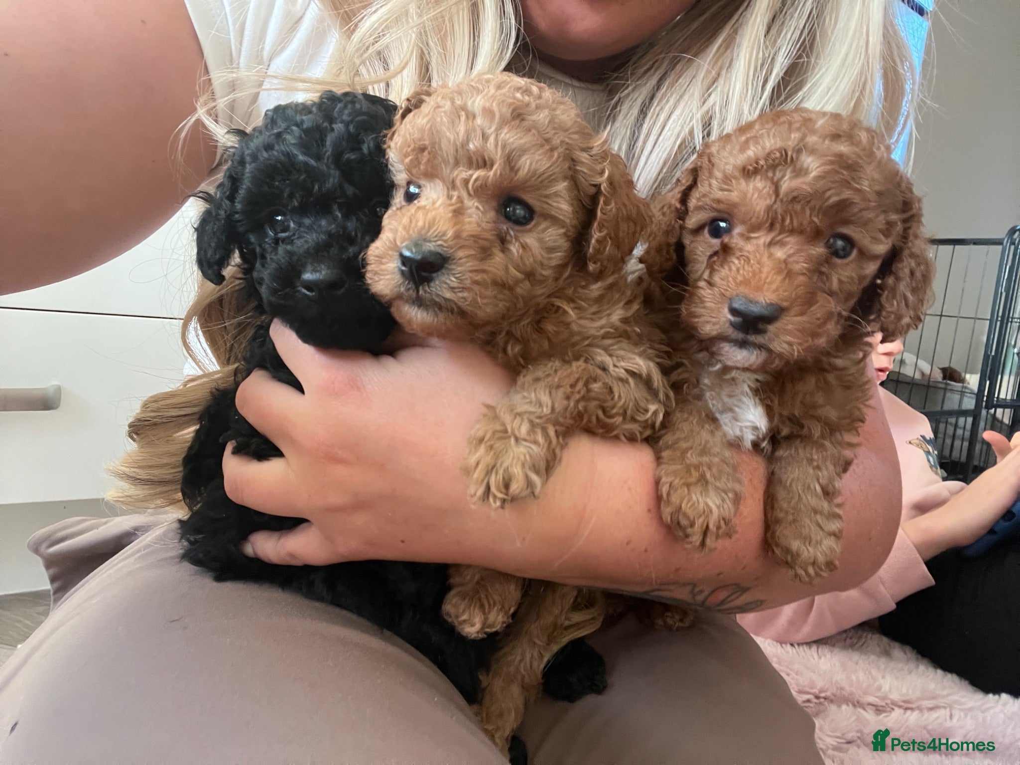 Toy Poodle dogs Toy poodle puppies  - Advert 9