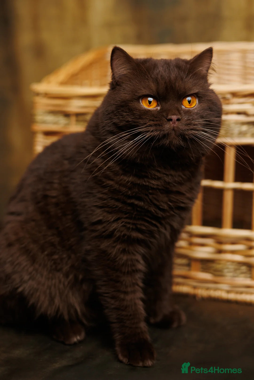 British Shorthair cats for stud: GCCF/TICA/WCF Registered Chocolate Stud PT* import in London - Advert 4