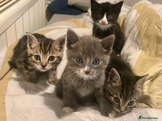 Mixed Breed cats - Advert 20