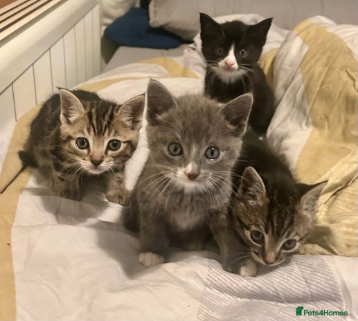 Mixed Breed cats - Advert 8