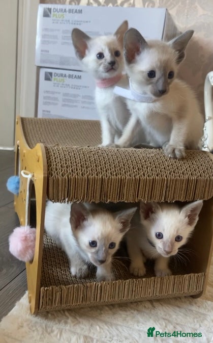 Siamese cats Full Siamese lilac/blue points kittens  - Advert 1