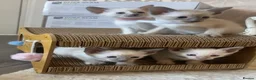 Siamese cats for sale: Full Siamese lilac/blue points kittens  - Advert 1