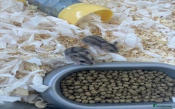 Hamster rodents for sale: Baby dwarf hamsters - Image 4