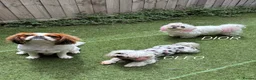 Maltese dogs for sale: KC KOREAN RARE CHAMPION MALTESE PUPS*WAITING LIST* - Advert 9